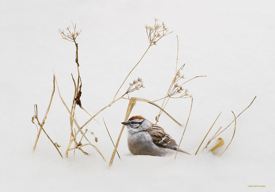 Nature Photograph - Chipping Sparrow by Ron Jones