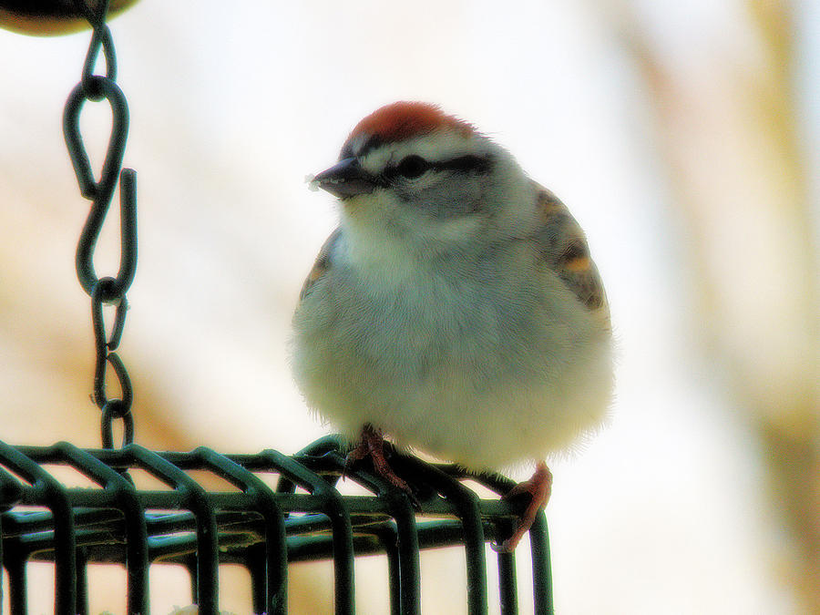 Chipping Sparrow Photograph by Scott Hovind