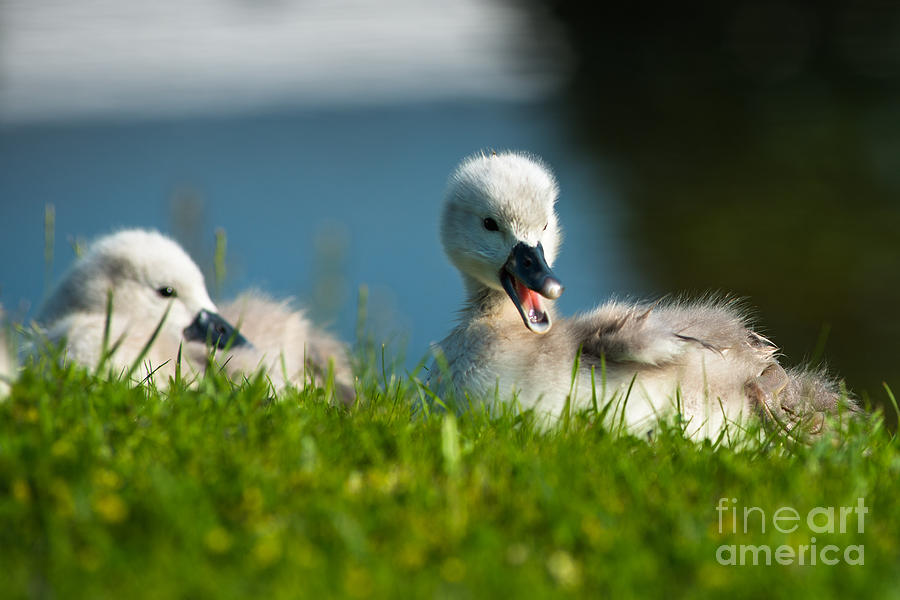 Chirping Cygnet Chick Photograph by Andrew  Michael