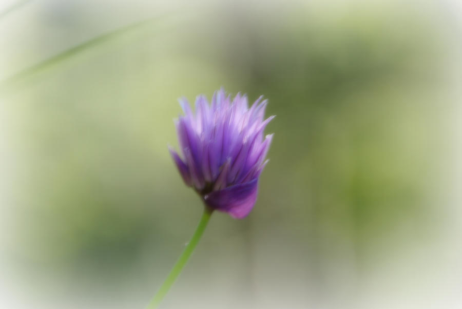 Chive Flower Photograph by Marilyn Wilson