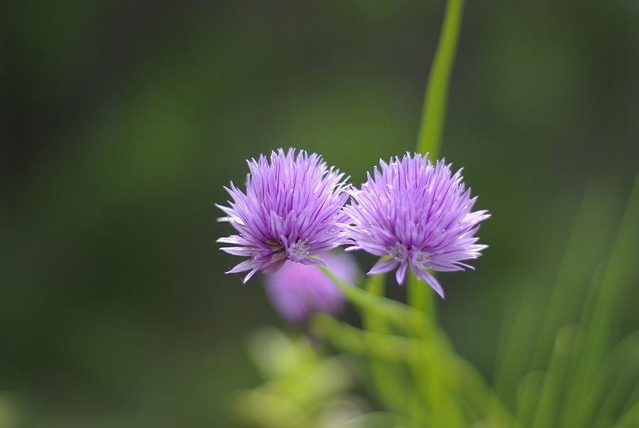 Chive Flowers Photograph by Marilyn Wilson