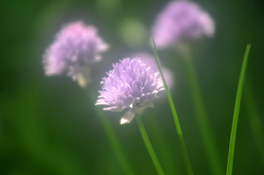 Chives 1 Photograph by Douglas Pike