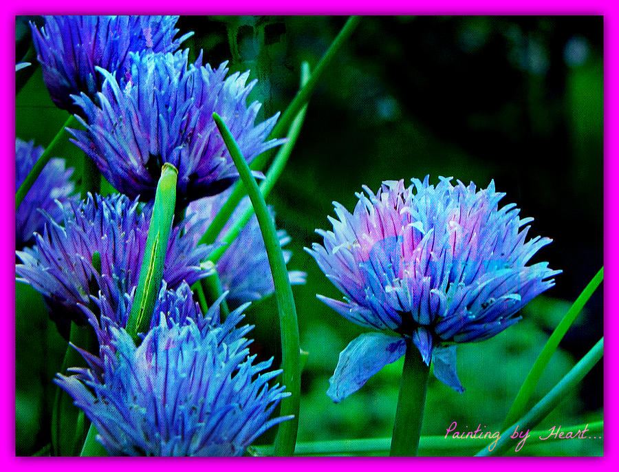 Chives for You by Deahn Benware Chives for You by Deahn Benware