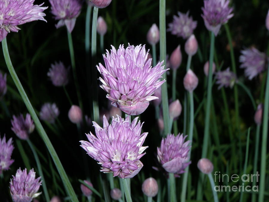 Chives Photograph by Nona Kumah