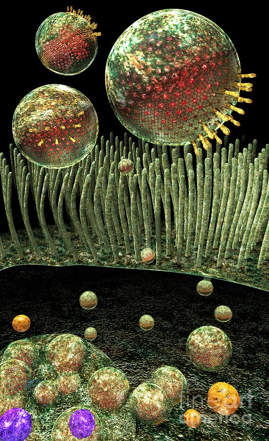 Chlamydia replication Digital Art by Russell Kightley