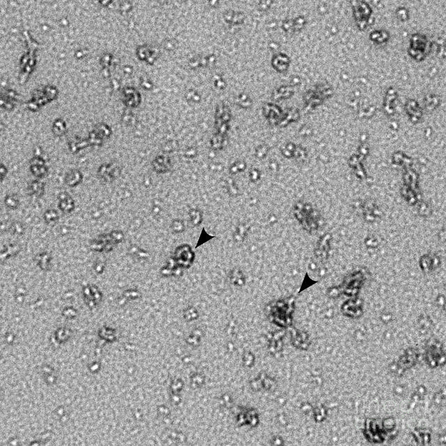 Chlamydia Trachomatis Bacteria And Pmpd Photograph by Science Source