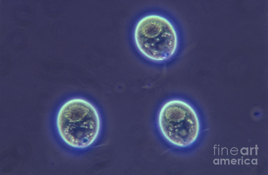 Science Photograph - Chlamydomonas Algae Lm by M. I. Walker