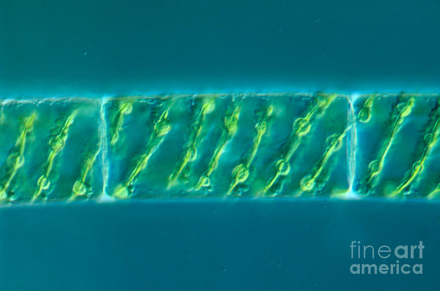 Chloroplasts Photograph by M. I. Walker