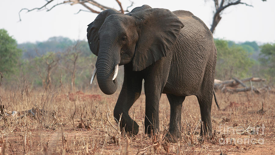 Chobe elephant Photograph by Mareko Marciniak