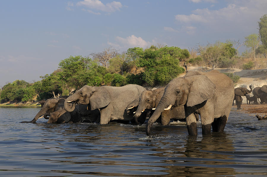 Chobe National Park Photograph - Chobe Elephants by Christian Heeb