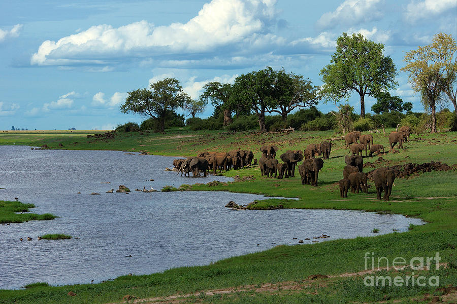 Chobe landscape Photograph by Mareko Marciniak