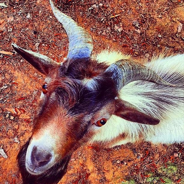 Goat Photograph - Chocco #goat #photooftheday #photofans # by Stephanie Thomas