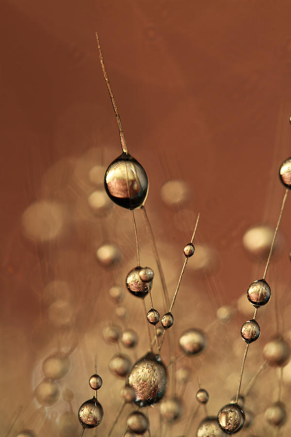 Abstract Photograph - Chocolate Cactus Drops by Sharon Johnstone