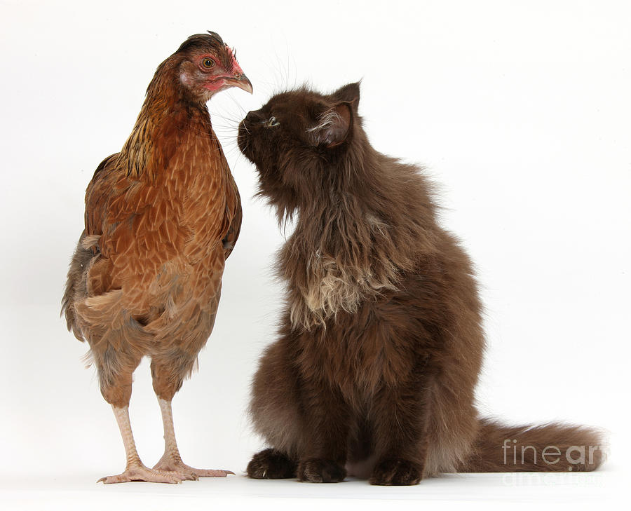 Chocolate Cat And Chicken Photograph by Mark Taylor