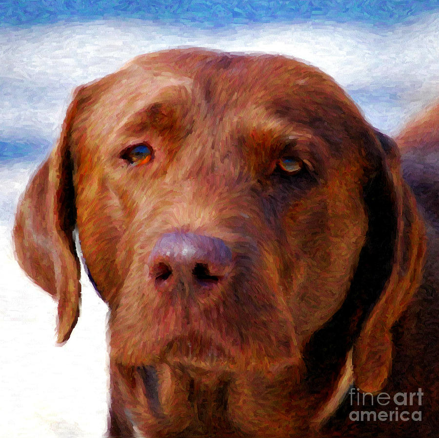 Chocolate Lab  Dog  Photograph by Peggy Franz