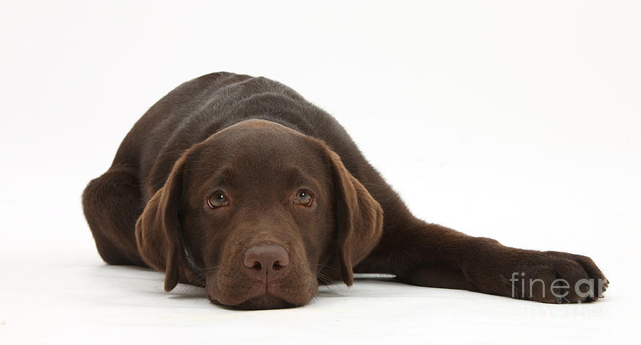 Chocolate Lab Pup Lying Down Photograph by Mark Taylor