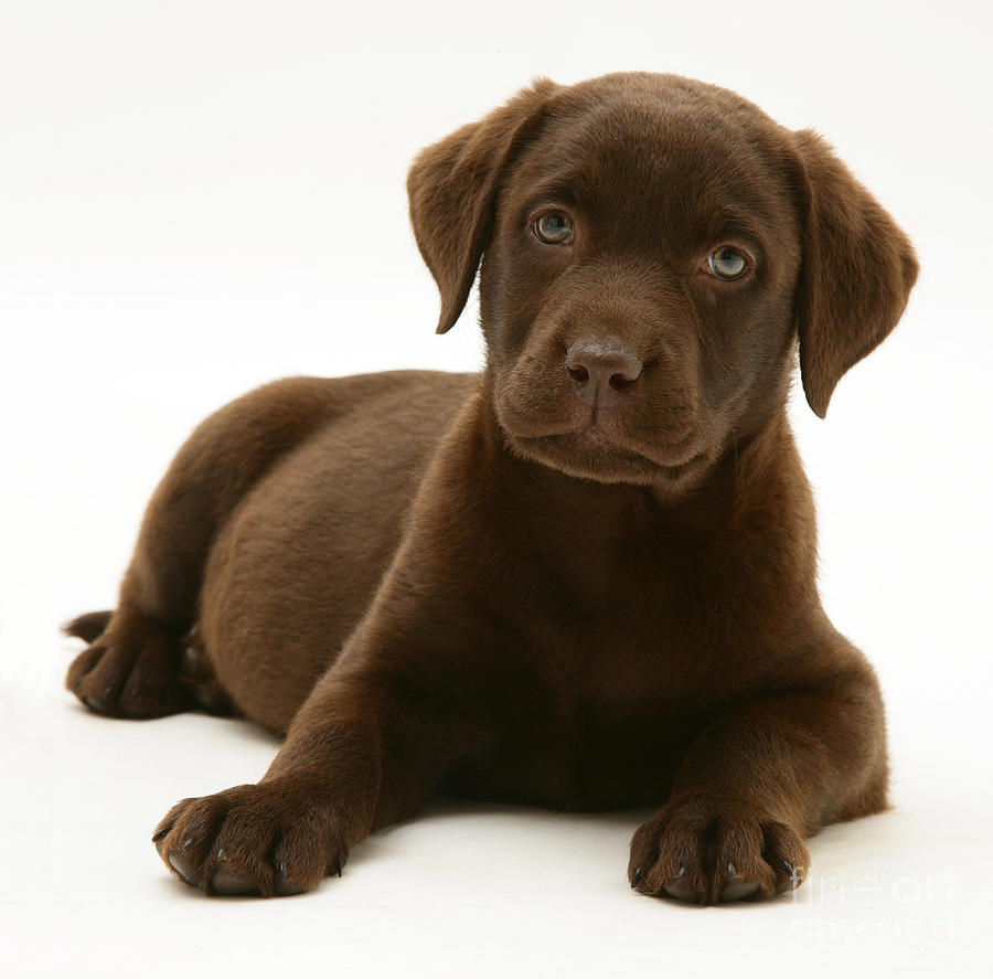 Dog Photograph - Chocolate Labrador Retriever Puppy by Jane Burton