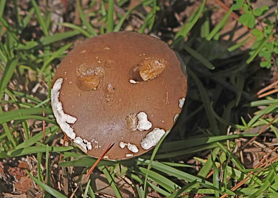 Chocolate Mushroom Photograph by Jeanne Juhos