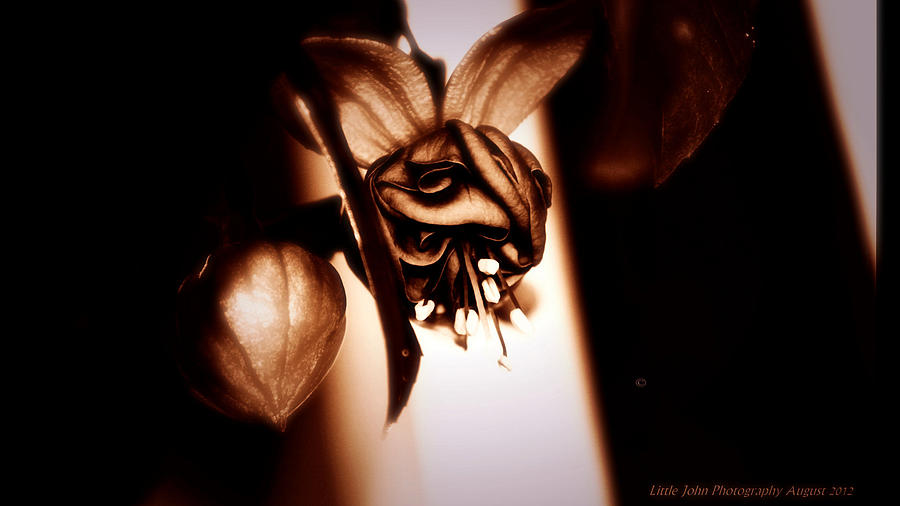 Chocolate Silk Fuchsia II Photograph by Jeanette C Landstrom