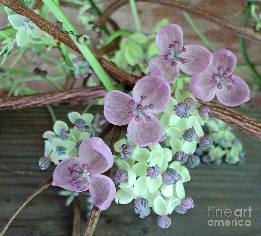 Chocolate Vine Bloom Cluster Photograph by Padre Art