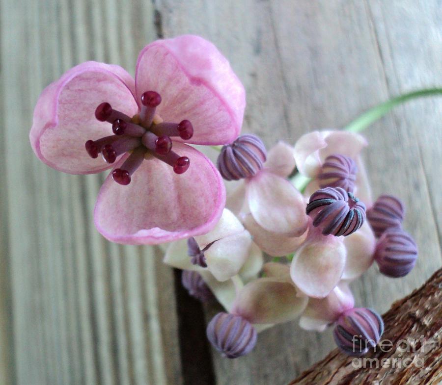 Chocolate Vine Blooms Photograph by Padre Art