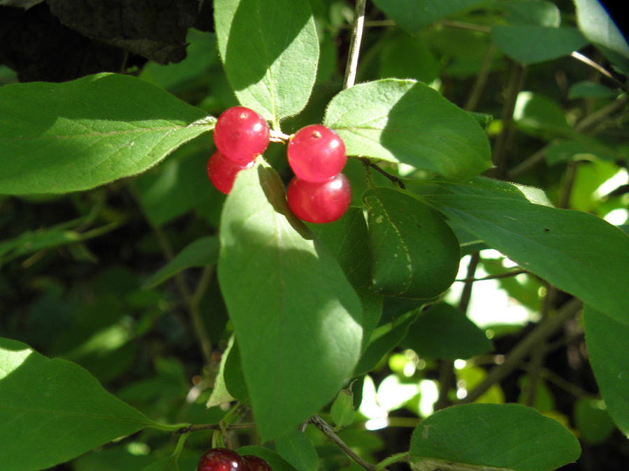 Chokecherries Photograph - Chokecherries by Karen Jordan Chokecherries Photograph - Chokecherries by Karen Jordan
