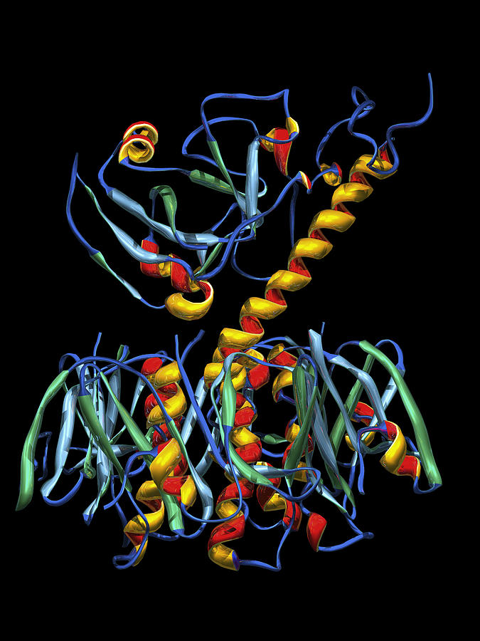 Cholera Toxin, Molecular Model Photograph by Dr Mark J. Winter