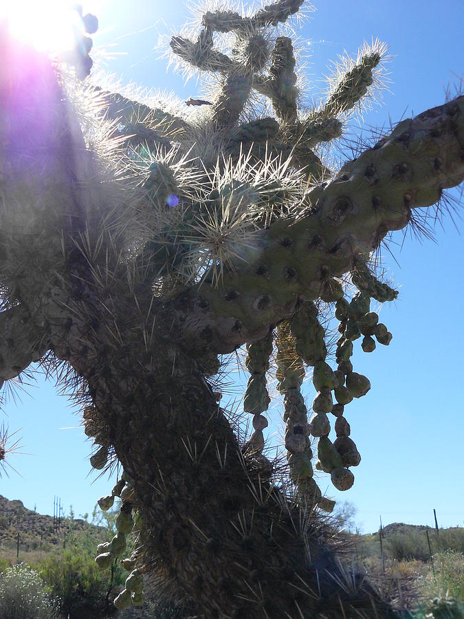 Cholla Cacti with Sun Photograph by Kat Loveland - Fine Art America