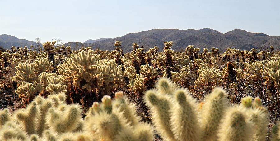Cholla Cactus Garden in Joshua Tree National Park Photograph by Pierre Leclerc Photography
