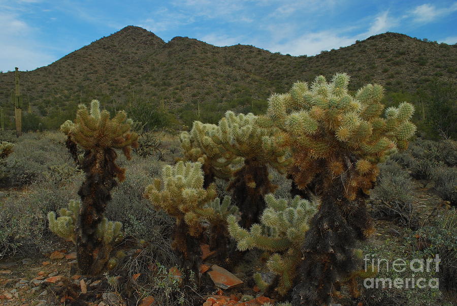 Cholla on the Mountainside Photograph by Heather Kirk