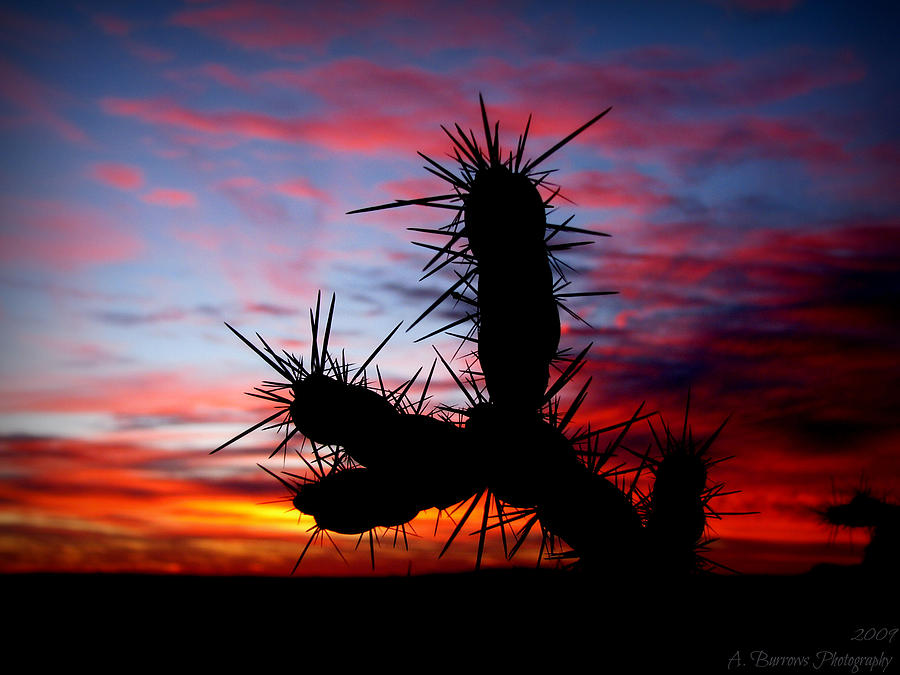 Cholla Silhouette Sunset Photograph by Aaron Burrows