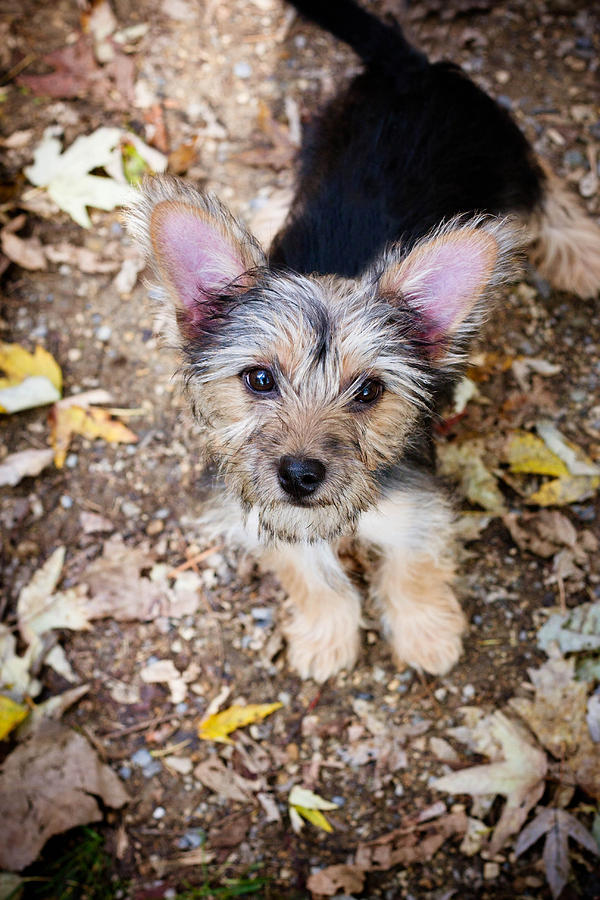Chorkie Photograph by Kelley Nelson