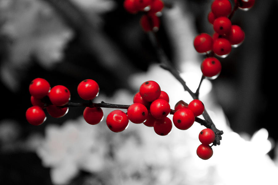 Christmas Photograph - Christmas Berries by Heidi Reyher