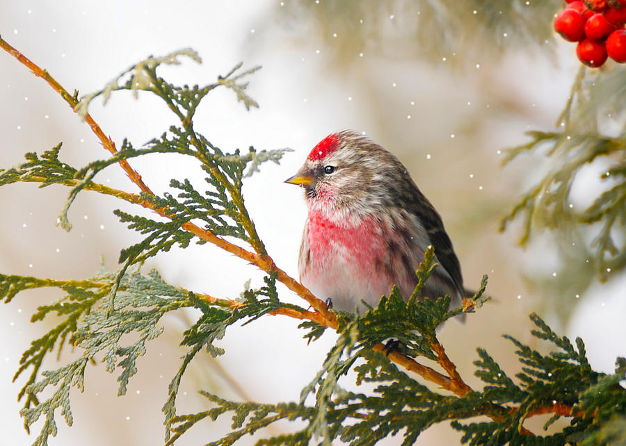 Feather Photograph - Christmas bird. by Kelly Nelson