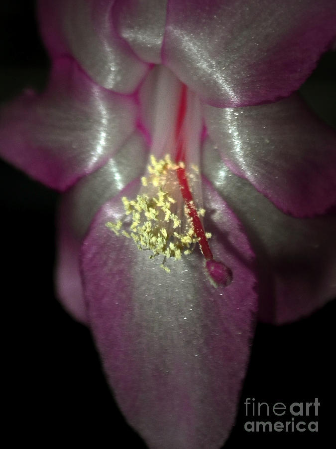Christmas Cactus Bloom I Photograph by Sue Stefanowicz