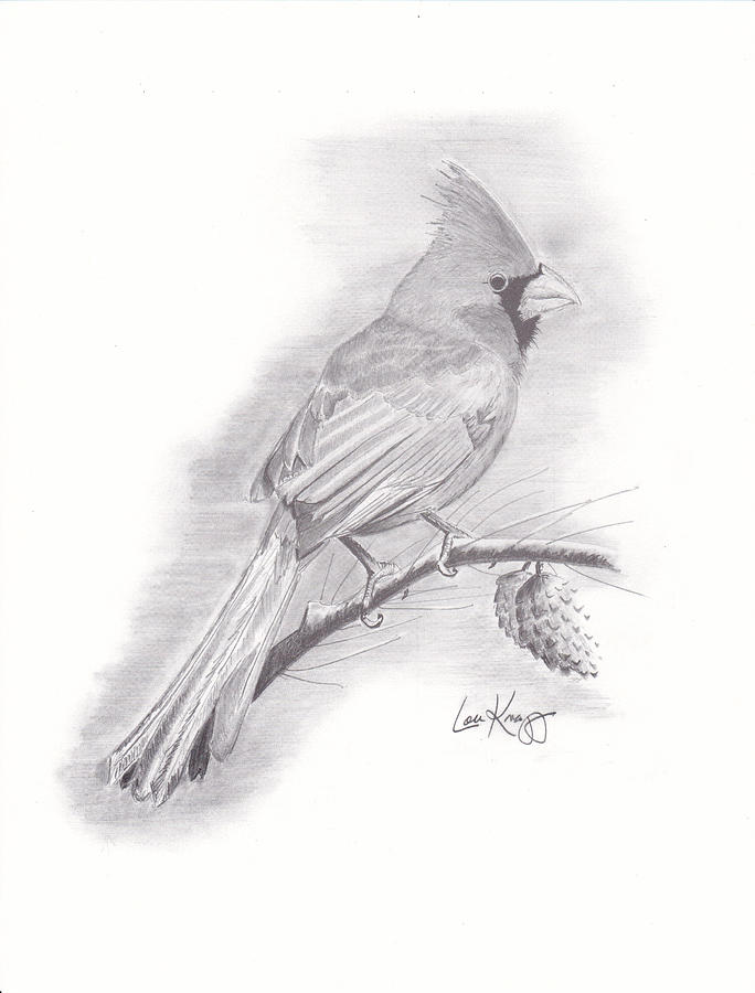 Christmas Cardinal Drawing by Lou Knapp