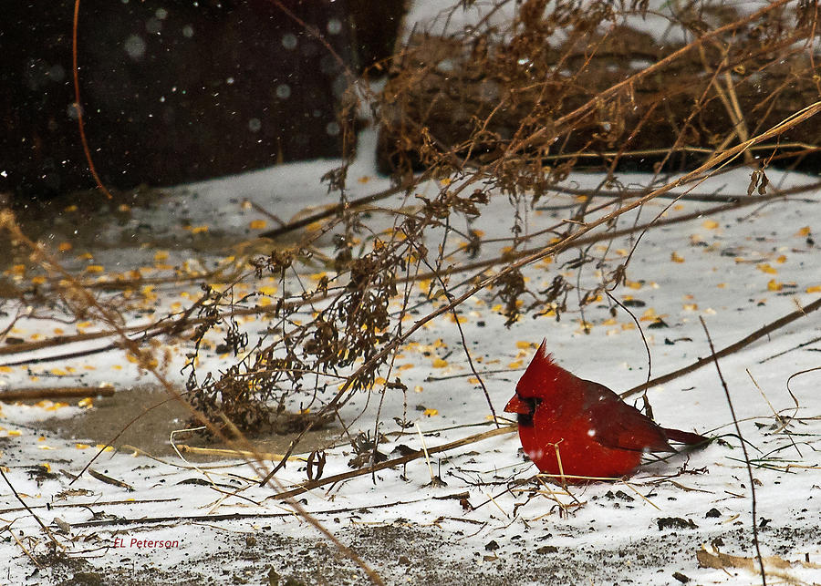 Christmas CardinalThe  Photograph by Ed Peterson