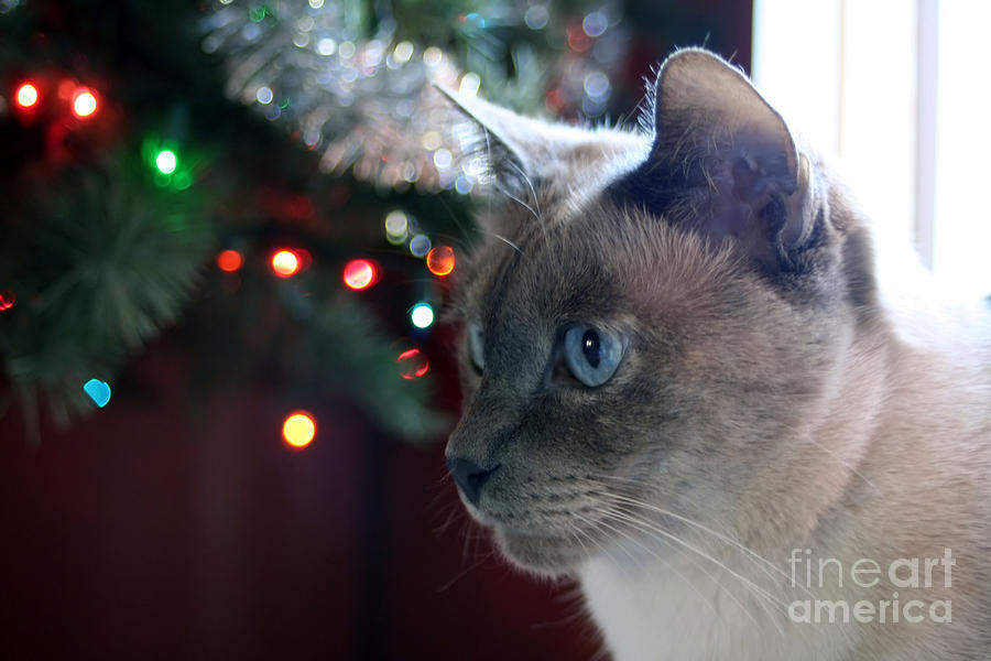 Christmas Cat Photograph by Susan Stevenson