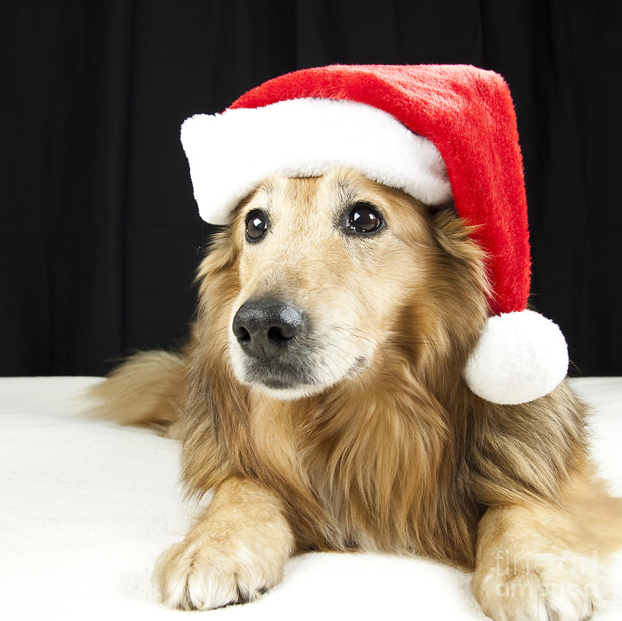 Christmas Collie Series Photograph by Jeannette Hunt