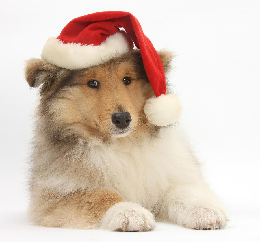 Christmas Collie Pup Photograph by Mark Taylor