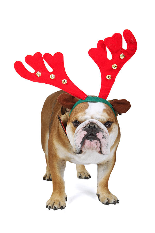 english bulldog christmas pillow