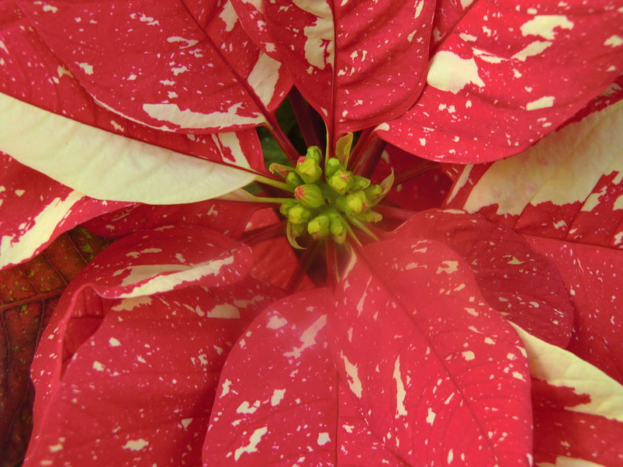 Christmas Flower Photograph by Mindy Newman