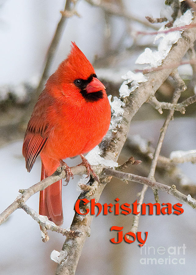 Christmas Joy Greeting Card Photograph by Jean A Chang