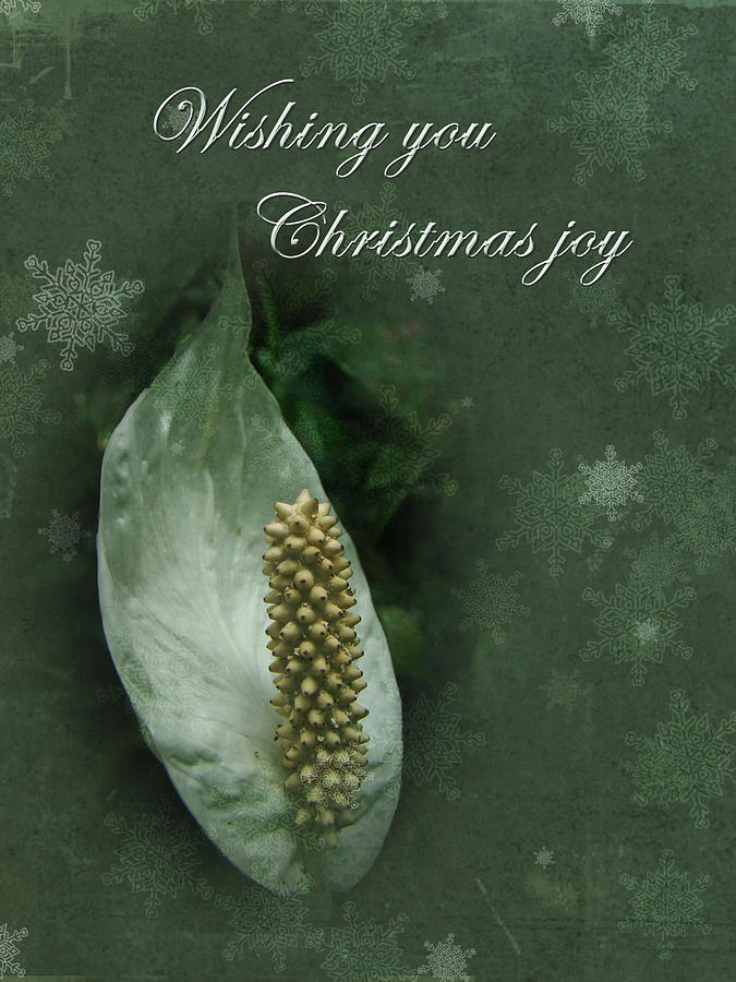 Christmas Joy Greeting Card - White Anthurium Photograph by Carol Senske