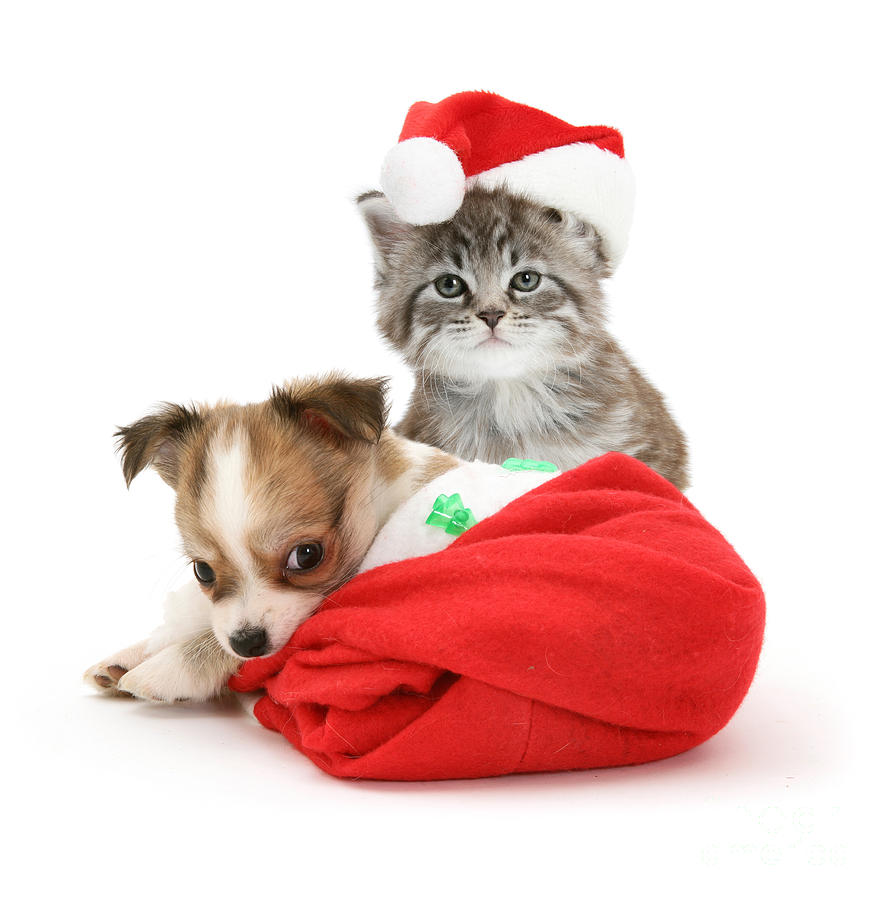 Christmas Kitten And Puppy Photograph by Jane Burton