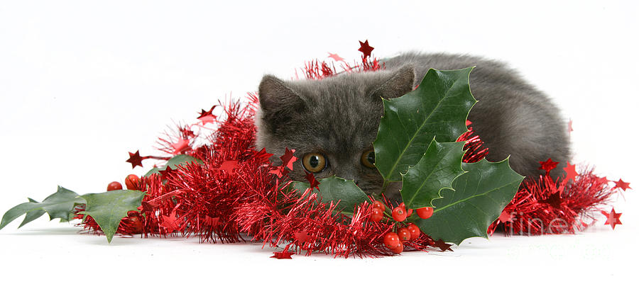 Christmas Photograph - Christmas Kitten by Mark Taylor