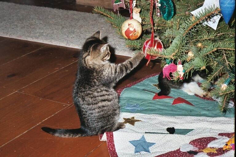 Christmas Kitten Playtime Photograph by Kim Galluzzo Wozniak