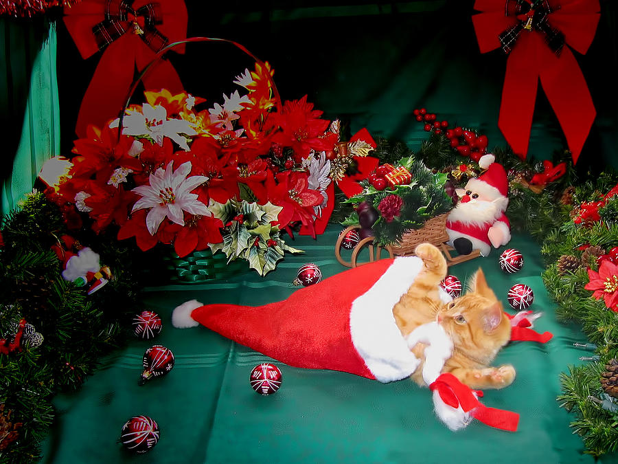 Christmas Photograph - Christmas Kittens - Kitty Cat Chewing on Santas Hat - Red Xmas Bows and Poinsettia Flower Basket by Chantal PhotoPix