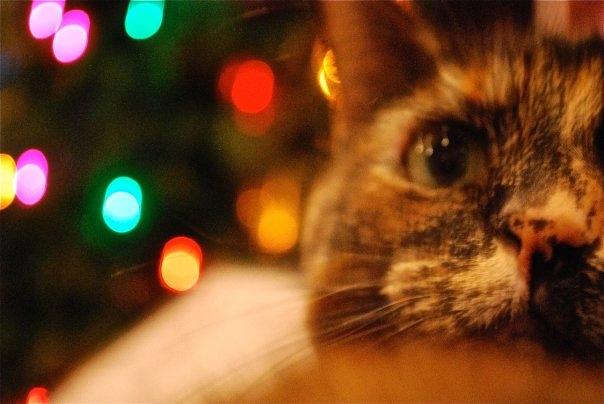 Christmas Kitty Photograph by Lori Leigh