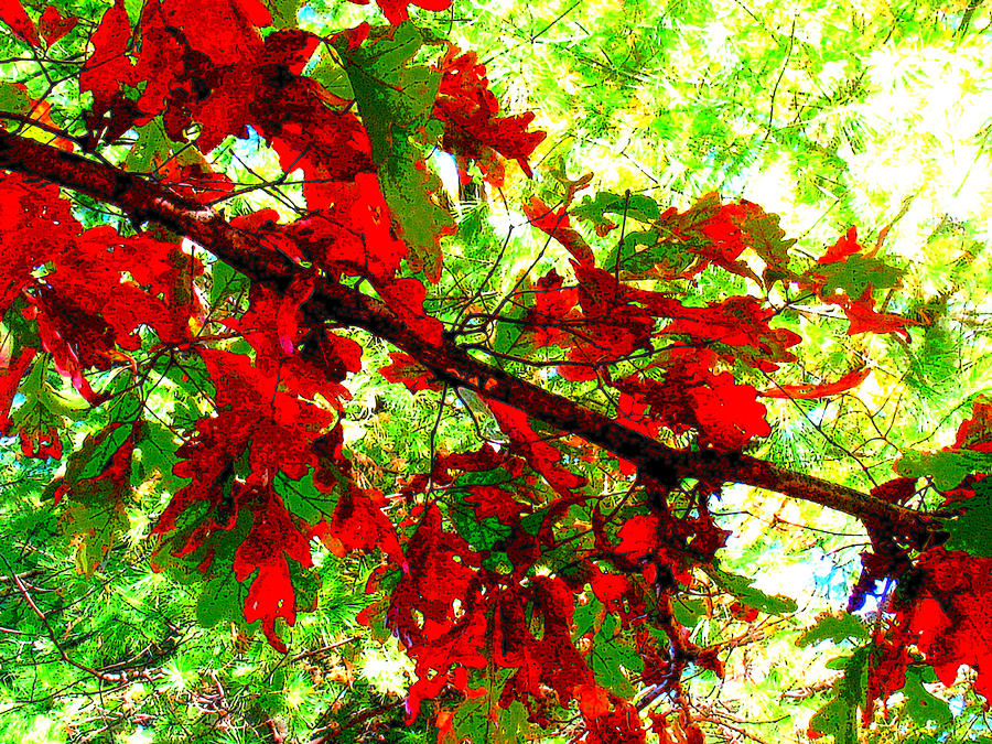 Tree Photograph - Christmas Leaves by Tracy Daniels